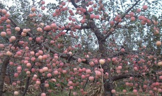 什么是果树(什么是果树一二三级枝)