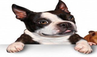 抖音狗狗标题怎么写有创意 抖音狗狗标题怎么写有创意点