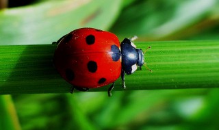 昆虫备忘录资料（昆虫备忘录资料三年级下册）