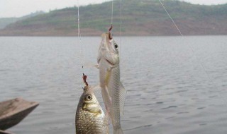 什么调性钓海鱼 什么调性钓海鱼最好