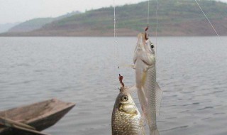 浮漂调5钓5的调法 调漂调5钓5怎样调