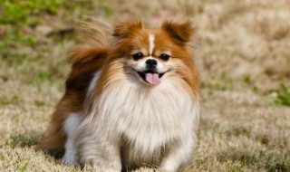 东营狗市场在什么地方（东营东城有卖狗的么）