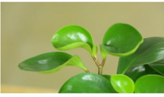 豆瓣绿长高了怎么办（豆瓣绿长得太高怎么修剪）