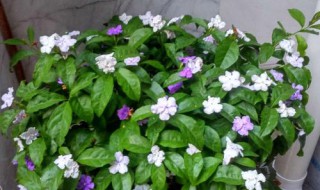 法国香水茉莉要打顶吗（香水茉莉需要打顶吗）