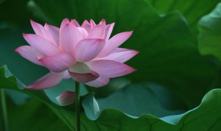 子夜荷花的花大吗 子夜荷花图片