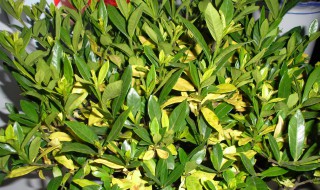 丁香花叶子发蔫是什么原因 丁香叶子蔫了是什么原因