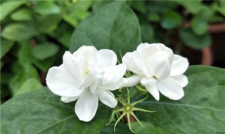 茉莉花如何进行播种 茉莉花怎样播种