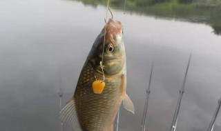 调漂调几目钓几目最好 野钓调漂调几目钓几目最好