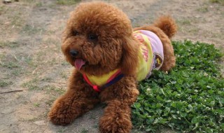 女泰迪叫什么名字洋气英文（泰迪狗狗名字大全 洋气英文名字女）