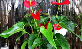红掌为什么不能买一盆 红掌为什么不能养一盆