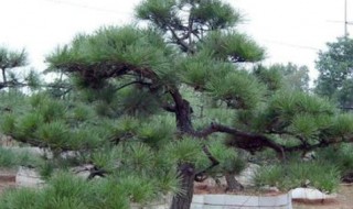 油松造型修剪方法介绍 油松造型修剪方法介绍视频