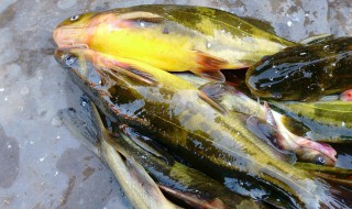 黄辣丁怎样做更好吃(黄辣丁怎么做好吃又简单家常的)