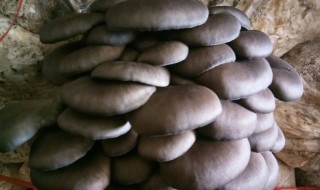 红平菇种植步骤 红平菇种植技术