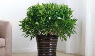 非洲茉莉正确浇水方法 非洲茉莉浇水的正确方法