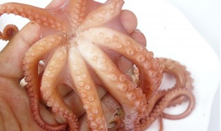 八爪鱼干怎样做才不硬（八爪鱼干怎么做才好吃）