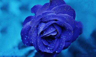 蓝色妖姬怎么保存 蓝色妖姬怎么保存好看