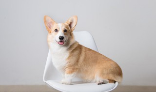 老年犬狗粮泡软步骤（老年犬狗粮泡水）