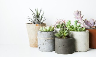 多肉美娅的养殖技巧