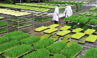 松柳苗种植技巧(松柳的种植方法)