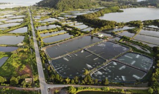 流水养鱼的小技巧（流水养鱼的小技巧和方法）