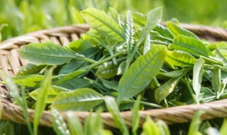 白茶的几种分类方法 白茶的几种分类方法图解