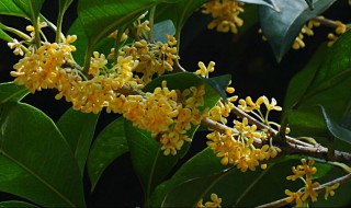 南方养殖桂花养殖方法和注意事项（桂花养殖方法与技巧）