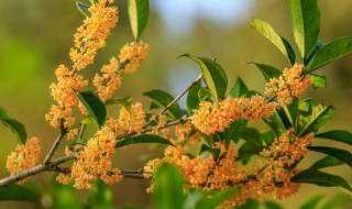 桂花豆沙的制作方法 桂花豆沙的制作方法和步骤