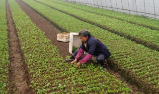 菜苗的移栽方法（菜苗种植方法）