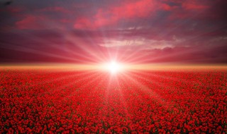 写日出动态变化的句子（写日出动态变化的句子有哪些）