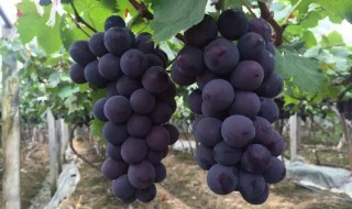 河北有哪些不能错过的特产（你知道河北有哪些特产吗?）