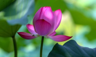 初伏是什么意思 初伏是什么意思?