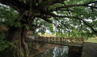 写大榕树静态美的句子（写大榕树静态美的句子怎么写）