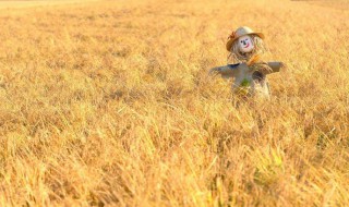 关于稻草人的句子有哪些（关于稻草人的句子有哪些二年级）