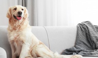 关于狗的句子50个字(关于狗的句子30字)