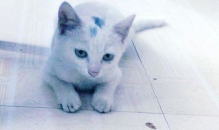 猫砂堵住厕所如何分解 猫砂堵住蹲厕如何分解