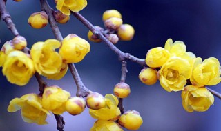 买回腊梅怎么插花瓶 腊梅插花瓶方法