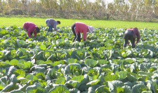 菜花的过冬方法 菜花的过冬方法图片