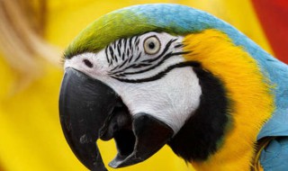 怎么判断鹦鹉要不要驱虫 鹦鹉需要驱虫么