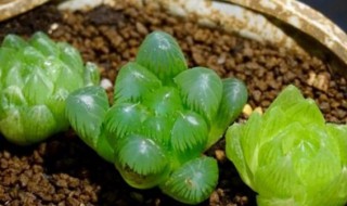 玉露怎么繁殖四种方法 玉露繁殖方法和注意事项