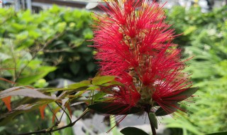 千层花实用种植方法 千层花实用种植方法图片