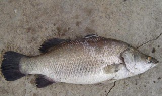 尖吻鲈鱼养殖方法（尖吻鲈鱼养殖方法和技术）