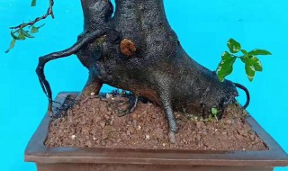 红籽树老桩移栽方法 红籽树老桩移栽方法视频