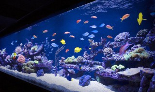 大型鱼缸换水的正确方法（大型鱼缸换水的正确方法图）