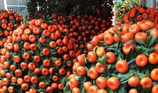 过年的四季桔怎么养 四季桔冬天怎么养