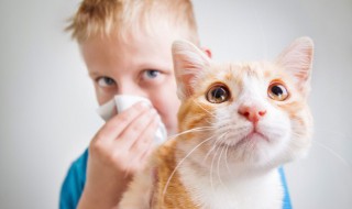 过年猫咪带不回去怎么办（放假回家猫咪带不走怎么办）