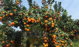 挑选砂糖橘的技巧 砂糖橘怎么吃好