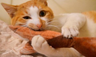 猫粮吃没了给猫吃什么 猫粮没了可以给猫吃什么