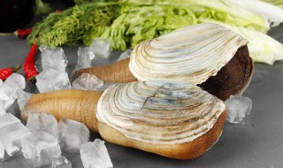 象拔蚌有什么功效 象拔蚌有什么功效与作用