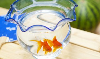 小鱼换鱼缸怎么处理(小鱼换鱼缸怎么处理好)