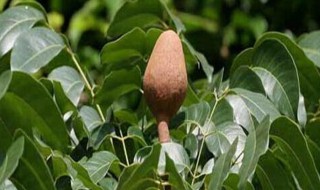 向天果怎么吃效果好 向天果怎么吃才有功效